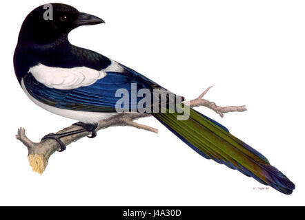 Pica pica, allgemein bekannt als eurasische Elster, ist eine Vogelart, die in Europa und Teilen Asiens vorkommt und sich durch ihr schwarz-weißes Gefieder und ihren langen Schwanz auszeichnet. Stockfoto