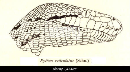 Python reticulatus, auch als Netzpython bekannt, ist eine der größten Schlangenarten der Welt. Diese in Südostasien heimische Art ist bekannt für ihre beeindruckende Länge und ihre charakteristischen Skalenmuster. Er ist ein nicht giftiger Verenger und bejagt verschiedene Tiere, einschließlich Säugetiere und Vögel. Der Netzpython ist für seine Fähigkeit, mehr als 30 Fuß lang zu werden, bekannt. Stockfoto