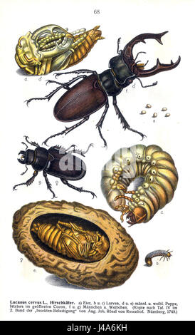 Reitter lucanus cervus bezieht sich auf eine Art des Hirschkäfers, die wissenschaftlich unter der Gattung Lucanus klassifiziert ist. Dieses Insekt ist bekannt für seine beeindruckende Größe und die markanten Unterkiefer, die charakteristisch für die männlichen Käfer sind. Stockfoto