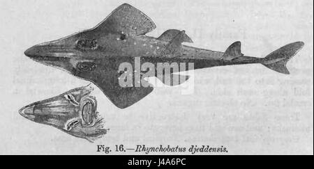 Rhynchobatus djiddensis, auch bekannt als Riesengitarrenfisch, ist eine Art von Rochenfischen, die in Küstengewässern vorkommt und für ihre Größe und ihr unverwechselbares Aussehen bekannt ist. Stockfoto