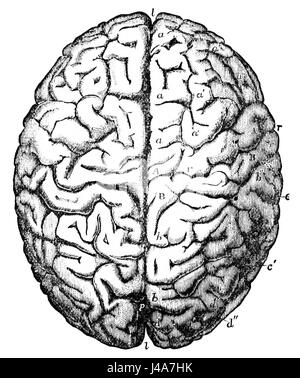 Diese Illustration aus dem *Popular Science Monthly* Band 26 (D768) zeigt das Gehirn von Carl Friedrich Gauß, einem renommierten deutschen Mathematiker und Physiker, der für seine Beiträge zur Zahlentheorie, Astronomie und Physik bekannt ist. Stockfoto