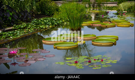 Seerose Garten mit Elefantenohren, Papyrus und Pfannkuchen Lilien Stockfoto