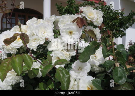 Eine Rose ist eine holzige Mehrjährige blühende Pflanzen der Gattung Rosa, schöne Strauch mit weißen Blüten. Stockfoto