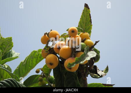 Mispel ist ein großer immergrüner Strauch oder kleiner Baum, gerundete Krone, kurzen Rüssel und wollig neue Zweige. Stockfoto