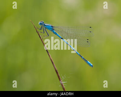 Azure Damselfly auf einem Grashalm - Coenagrion puella Stockfoto