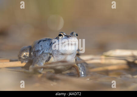 männliche Moor Frog - Rana arvalis Stockfoto