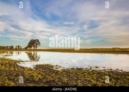 Junge Getreide wachsen auf überfluteten Gebiet in Polen. Natürliche Frühjahr Landschaft. Stockfoto