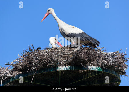 Im Nassbereich Monbardon (Hossegor - Landes - Frankreich) ein paar Weißstörche Teilen in die Inkubation von Eiern. Cigognes Dans Leur Nid. Stockfoto