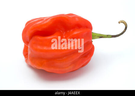 Scotch Bonnet Chili Stockfoto