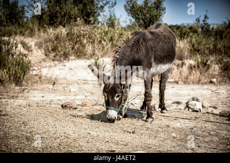 Lustige Esel Stockfotografie - Alamy