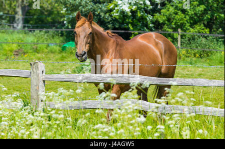 Pferd im Feld. Kastanie gefärbt Erwachsenen Pferd für sich allein in einem Feld von einem Zaun in die Kamera schaut. Stockfoto