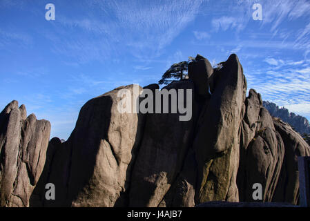 Bäume auf Granit Turmspitzen, Nationalpark Huangshan, Anhui, China Stockfoto