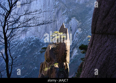 Bäume auf Granit Turmspitzen, Nationalpark Huangshan, Anhui, China Stockfoto