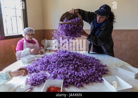 Eine Frau leert einen Korb mit Safran rose für die Blume geschält werden Stockfoto