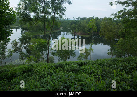 Tee-Garten auf Srimangal. Moulvibazar, Bangladesch. Stockfoto
