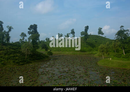 Tee-Garten auf Srimangal. Moulvibazar, Bangladesch. Stockfoto