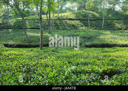 Tee-Garten auf Srimangal. Moulvibazar, Bangladesch. Stockfoto