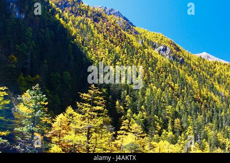 Herbst im Yading Naturreservat in Daocheng County, China Stockfoto