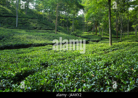 Tee-Garten auf Srimangal. Moulvibazar, Bangladesch. Stockfoto