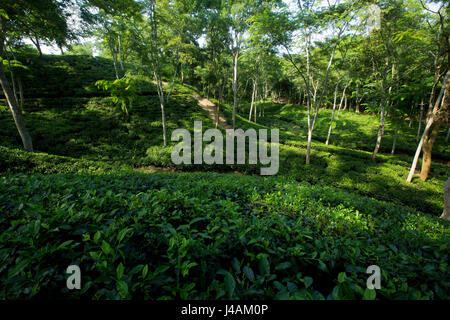 Tee-Garten auf Srimangal. Moulvibazar, Bangladesch. Stockfoto