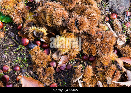 Blätter und Kastanien Igel auf dem Boden der Herbst Kastanie gefallen. Die Kastanien Wald El Tiemblo - El Castañar de El Tiemblo, Ávila, C Stockfoto