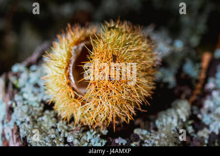 Süße Kastanien Igel. El Tiemblo, Ávila, Castilla y León, Spanien, Europa Stockfoto