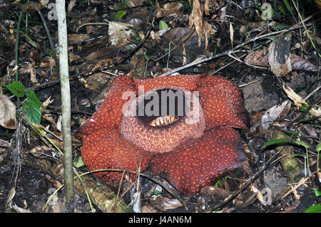 Rafflesia Keithii Blume, eine parasitäre blühende Pflanze in der Gattung Rafflesia in Sabah auf Borneo endemisch. Stockfoto