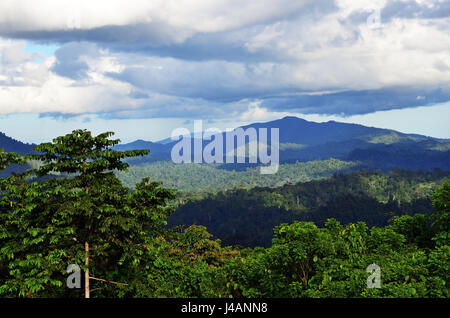 Primäre Dschungel im Danum Valley Conservation Park in Sabah, Borneo, Malaysia. Stockfoto