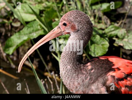 Unreife Süden Americam Scarlet Ibis (Eudocimus Ruber) im Profilbildnis. Stockfoto