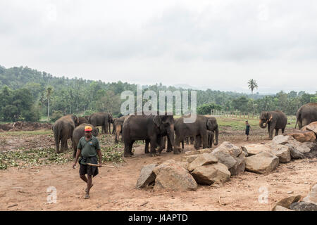 Eine Herde von Elefanten in Pinnawala Elephant Orphanage in Sri Lanka. Stockfoto