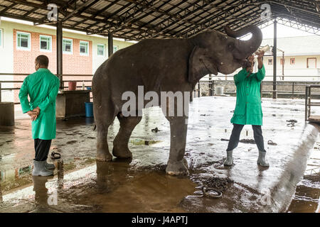 Ein junger Elefant ist von einem Handler in Pinnawala Elephant Orphanage in Sri Lanka Milch aus der Flasche gefüttert. Stockfoto