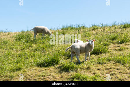 junge Schafe Mutter und Baby Lamm auf grünen Deich mit blauem Himmel Stockfoto