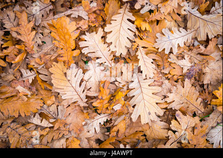 Herbst Laub Hintergrund in gedeckten braun und orange Tönen in einem Haufen von abgefallenen Blätter von einem Wald aus Eichen Stockfoto