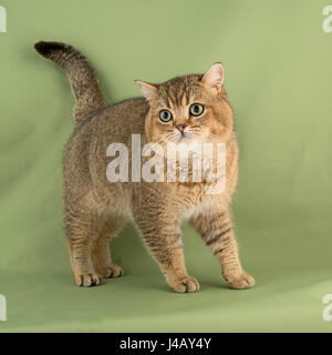 britische Shorthaire Katze Stockfoto