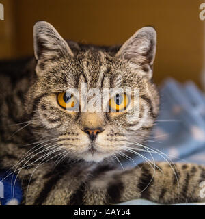 Tabby Katze Stockfoto