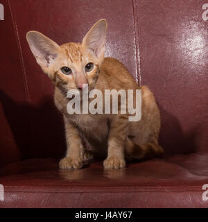 orientalisch Kurzhaar Katzenwelpe Stockfoto