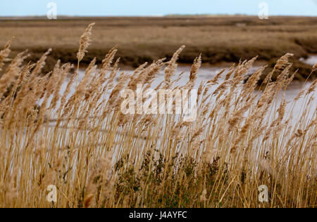 Schilf am Brancaster auf der Nord-Norfolk Küste England UK Stockfoto