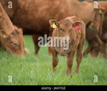 South Devon Kühe und Kälber Stockfoto