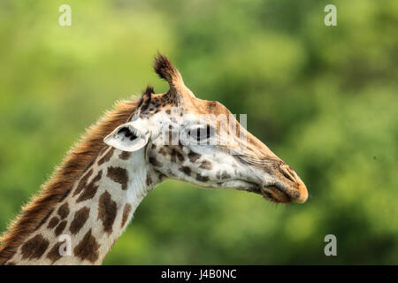 Masai-Giraffe aus nächster Nähe Stockfoto