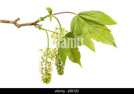 Frischen Frühling Ahorn Blätter und Blüten isoliert gegen weiß Stockfoto