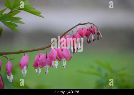 Tränendes Herz Blumen Stockfoto