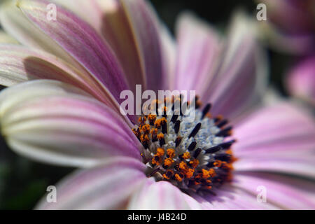 Osteospermum, aufgenommen mit Lensbaby verschwommenen Effekt Stockfoto