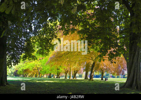 Von Bäumen gesäumten Pfad an einem sonnigen Frühlingstag in Abington Park, Northampton. Stockfoto