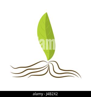 Blatt mit Wurzeln, Bio-Lebensmittel-Abbildung Stock Vektor