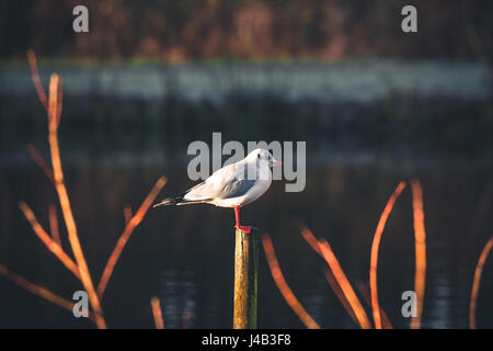 Möwe auf einem hölzernen Pfosten am Wasser an einem frühen Morgen in den Sonnenaufgang im Herbst Stockfoto