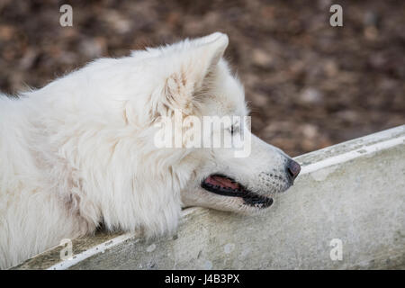 Samojeden Familienhund mit flauschigen weißen Fell suchen verspielte im Herbst Stockfoto