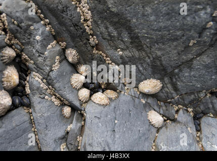 Napfschnecken (Patelloidea) und Muscheln, die an Felsen am Strand, Wales UK befestigt Stockfoto