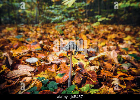 Coprinopsis Picacea Pilz unter Herbst Blätter im Wald im Herbst mit Herbstlaub in schönen Herbstfarben Stockfoto