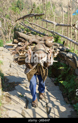 Ältere nepalesischen Mann, der ein Bündel von Holz bis eine steinerne Treppe in Landruk, Annapurna region, Nepal. Stockfoto