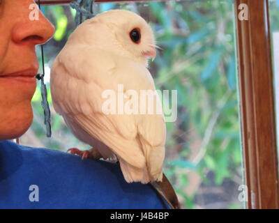 Weiße Leucistic Käuzchen, Peace River Wildlife Centre, Punta Gorda, Florida Stockfoto